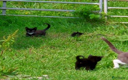 Mixed Breed cats for sale: Lovely  kittens  ready  to go - Image 14