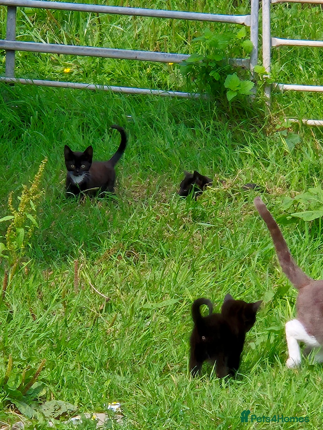 Mixed Breed cats for sale: Lovely  kittens  ready  to go - Image 14