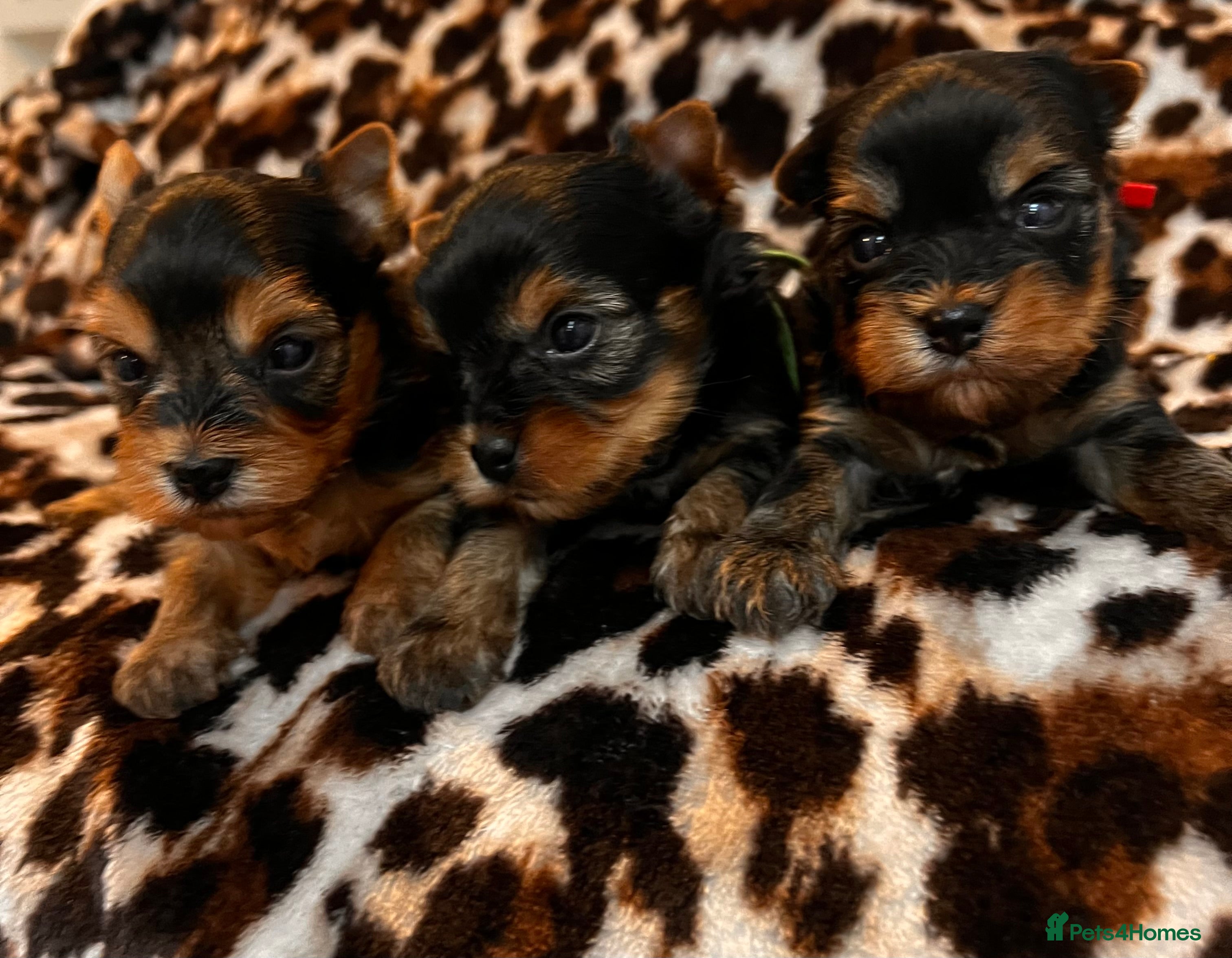 Yorkshire Terrier dogs ❣️Miniature Yorkshire Terriers – 4 Boys ❣️❣️ - Advert 16