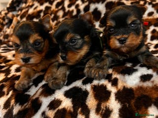 Yorkshire Terrier dogs ❣️Miniature Yorkshire Terriers – 4 Boys ❣️❣️ - Advert 5