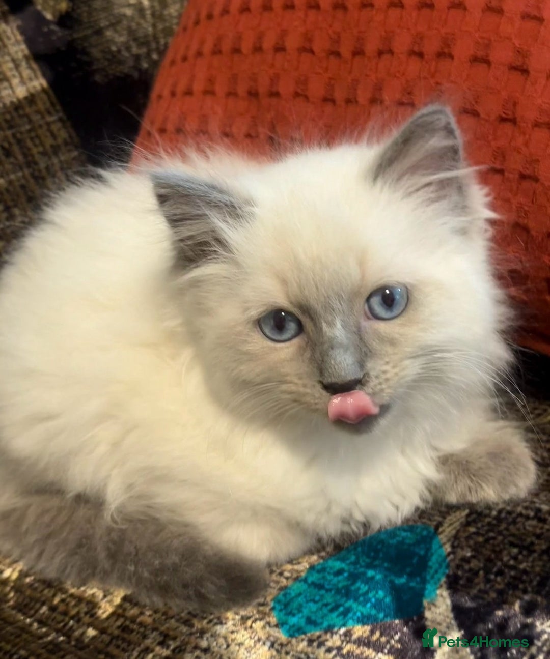 Ragdoll cats for sale: Impressive Beautiful Ragdoll Kittens Available - Advert 2
