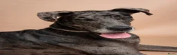 Great Dane dogs for sale: Great Dane Female 4 Years Old - Advert 2