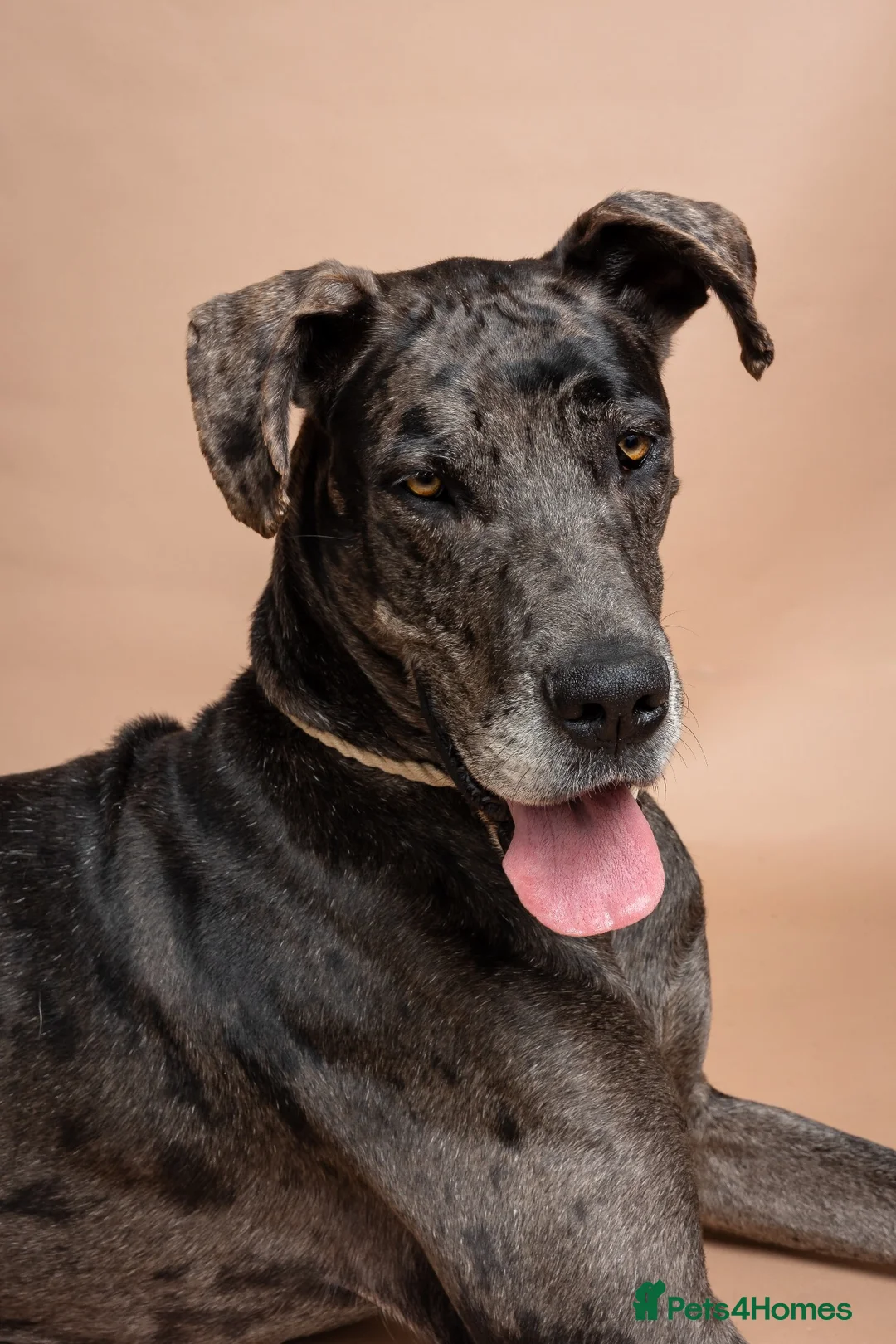 Great Dane dogs for sale: Great Dane Female 4 Years Old - Advert 2