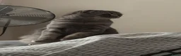 Scottish Fold cats for sale: Stunning Scottish Fold  - Advert 8