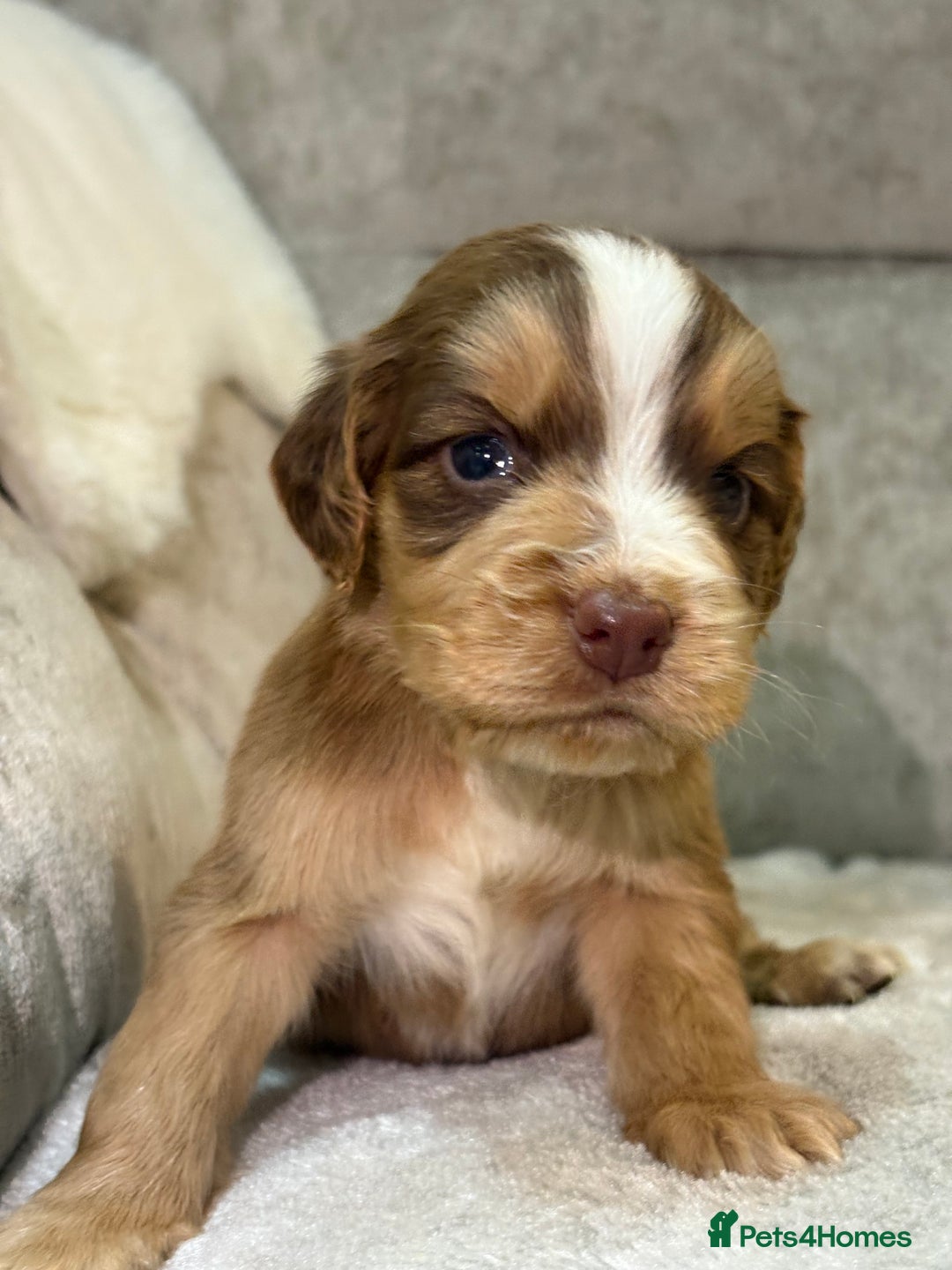 Cocker Spaniel dogs for sale: Stunning cocker spaniel puppies - Advert 25