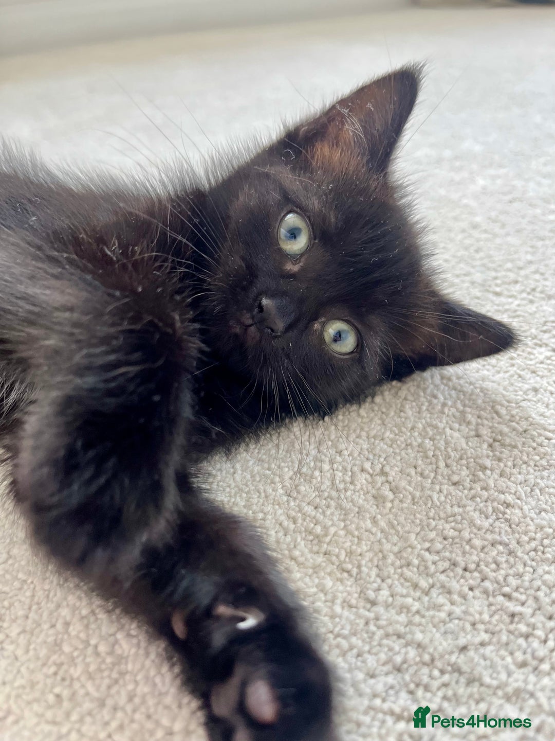 Ragdoll cats for sale: Beautiful affectionate friendly ragdoll x tuxedo - Image 2