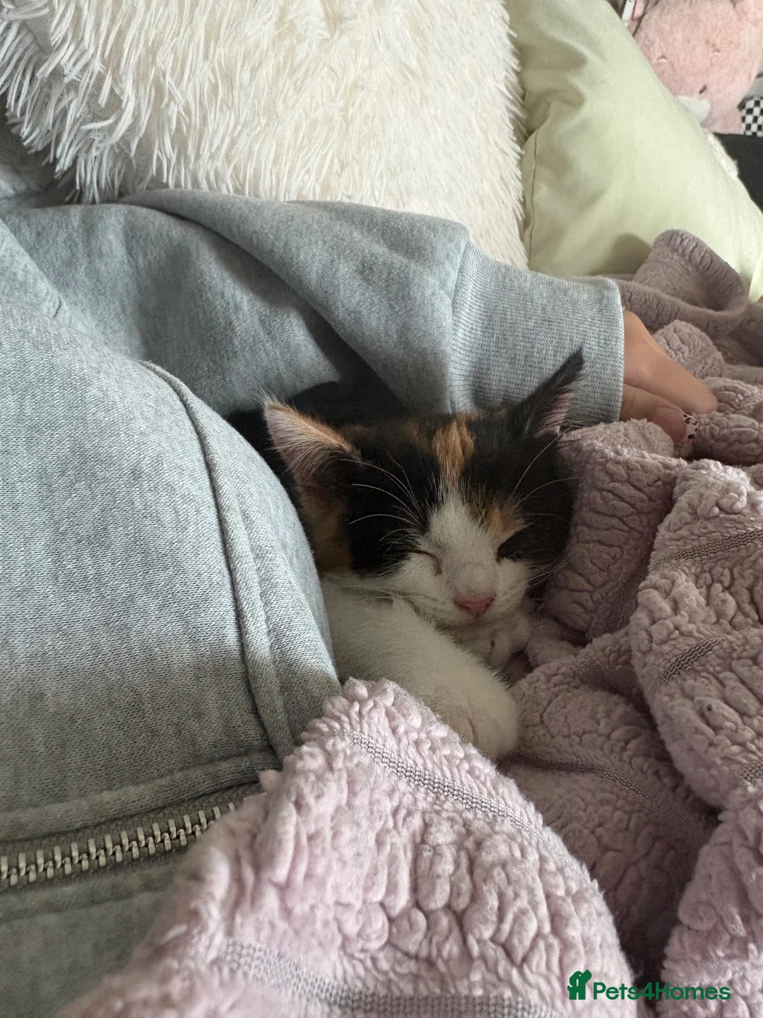 Domestic Shorthair cats for sale: !FREE!  looking for loving home🧡 - Advert 2