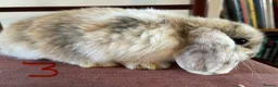 Mini Lop rabbits for sale: Beautiful Mini Lop Babies in Loughborough - Advert 24