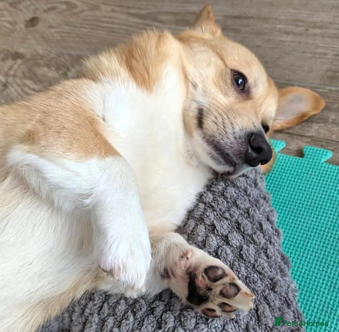 Welsh Corgi Pembroke dogs for sale: Corgi Pembroke 4 year old  - Advert 2