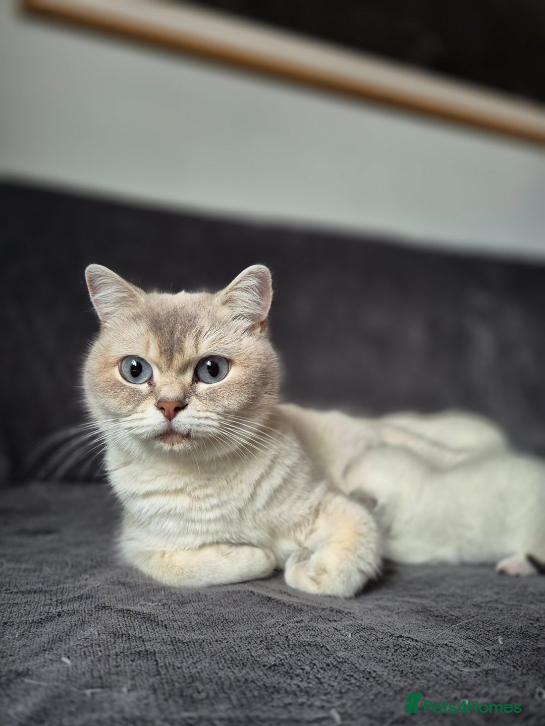 British Shorthair cats for sale: TICA Blue/gold/silver colourpoint - Image 18