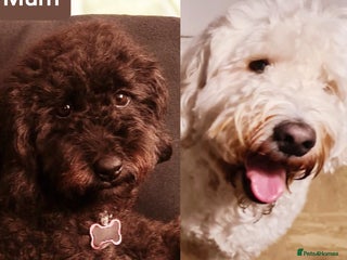 Labradoodle dogs - Advert 10