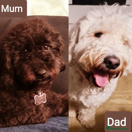 Labradoodle dogs - Advert 1