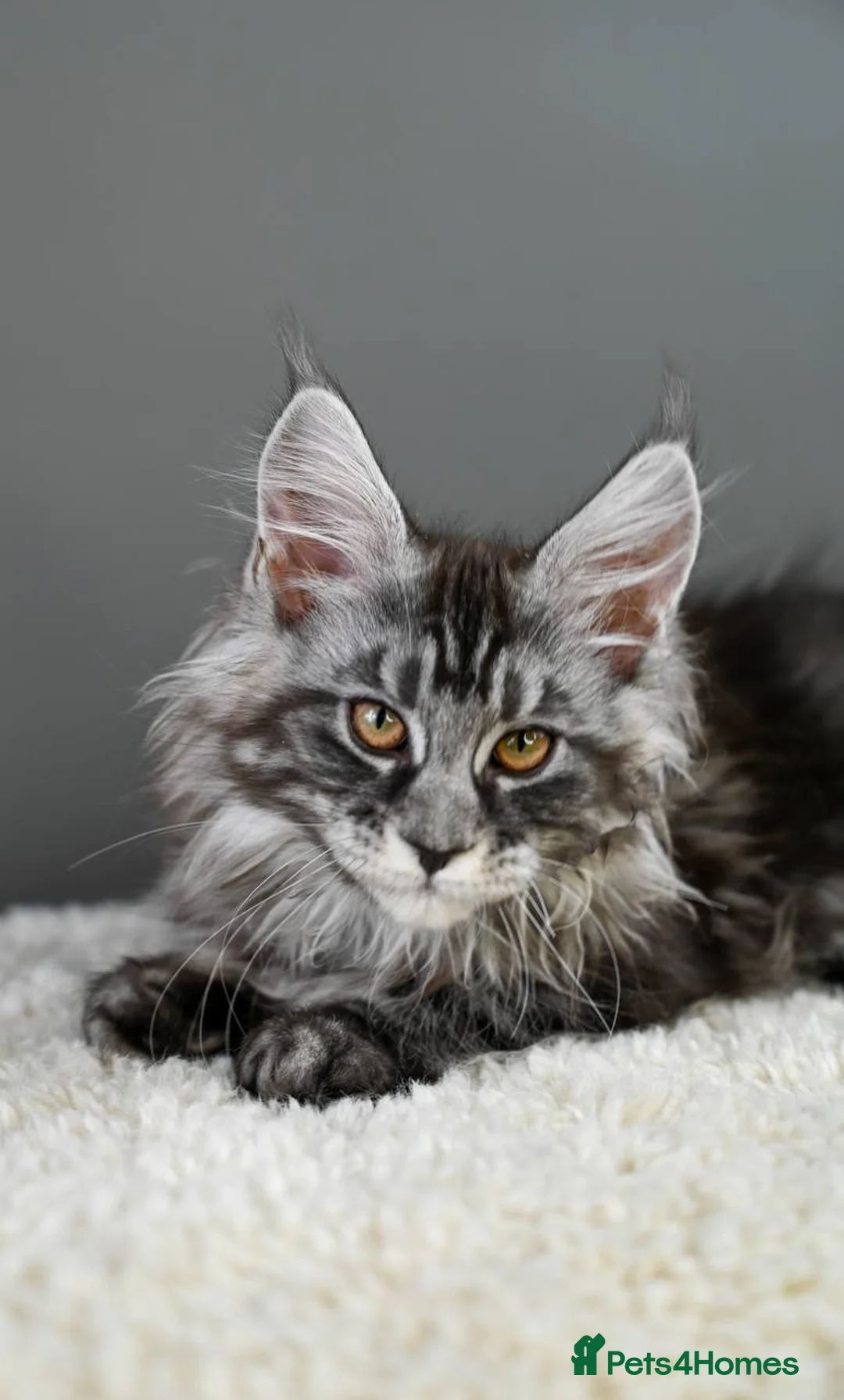 Maine Coon cats for sale: 3 Unique Kittens available - TICA registered  - Advert 14