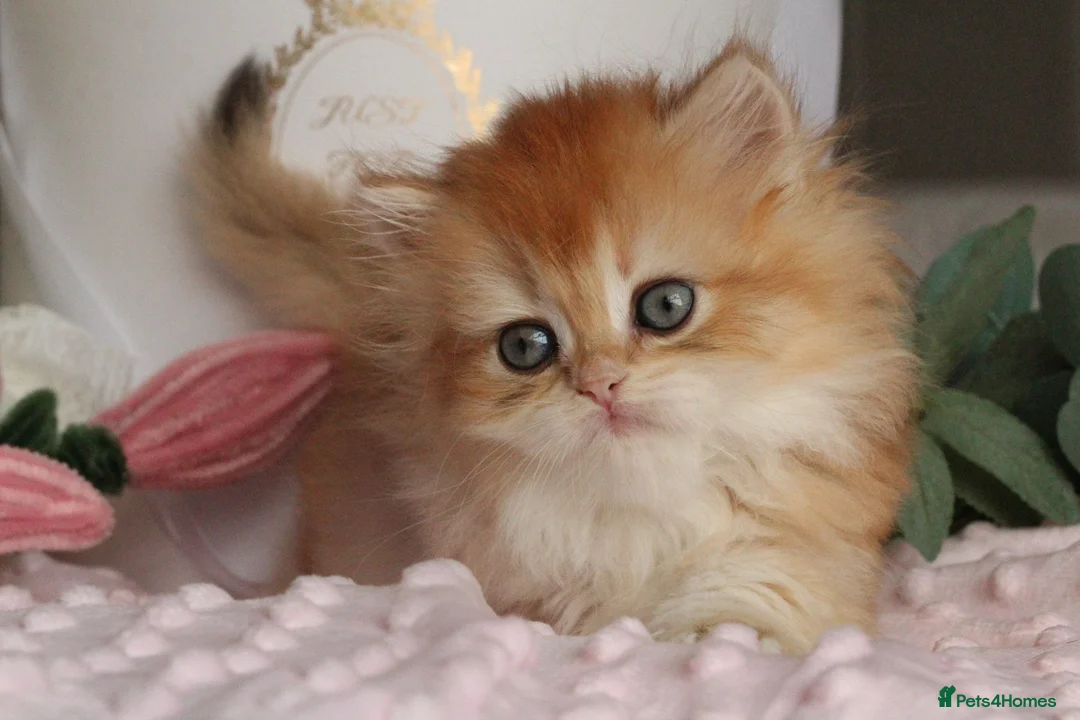 British Longhair cats for sale: Gorgeous Golden Chinchilla  - Advert 1