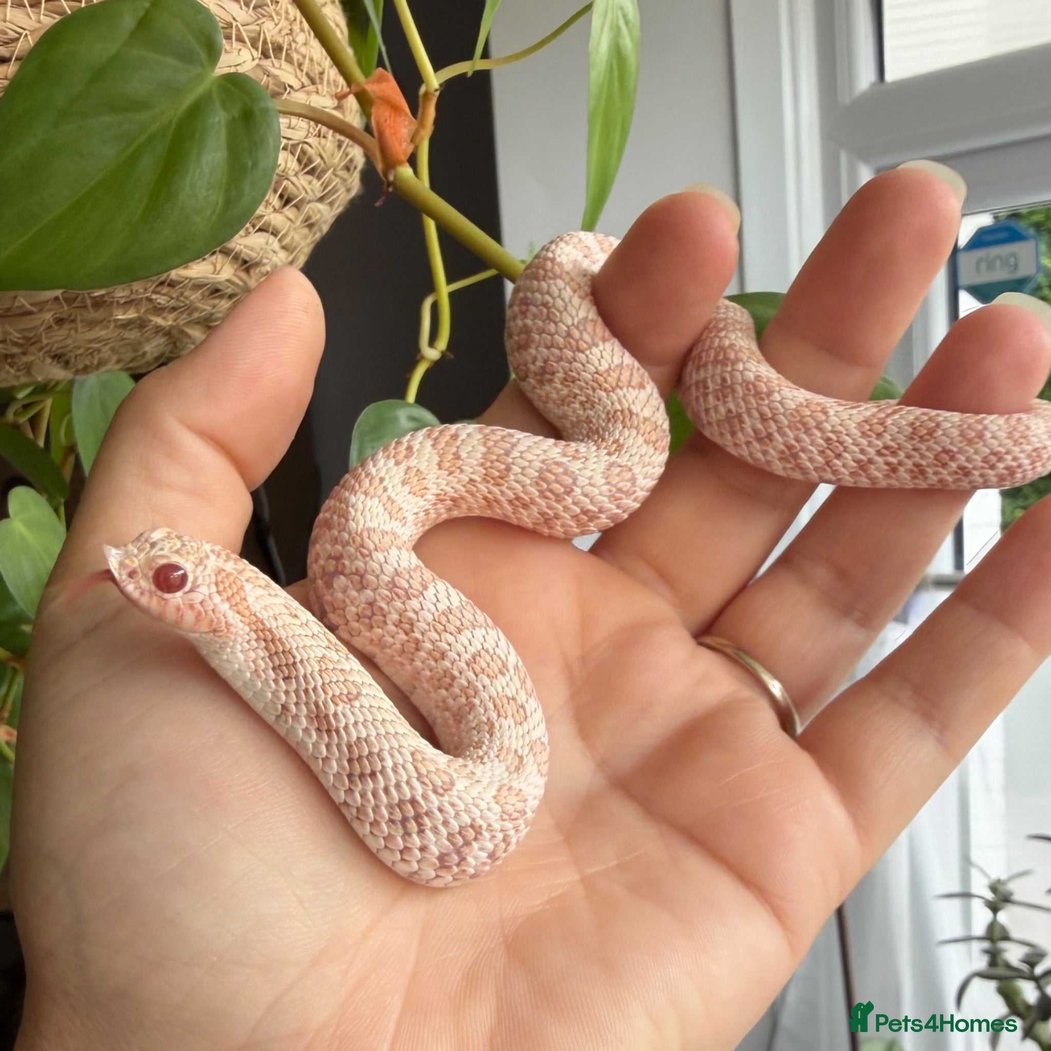 Snake reptiles Various Western Hognose Hatchlings - Advert 1