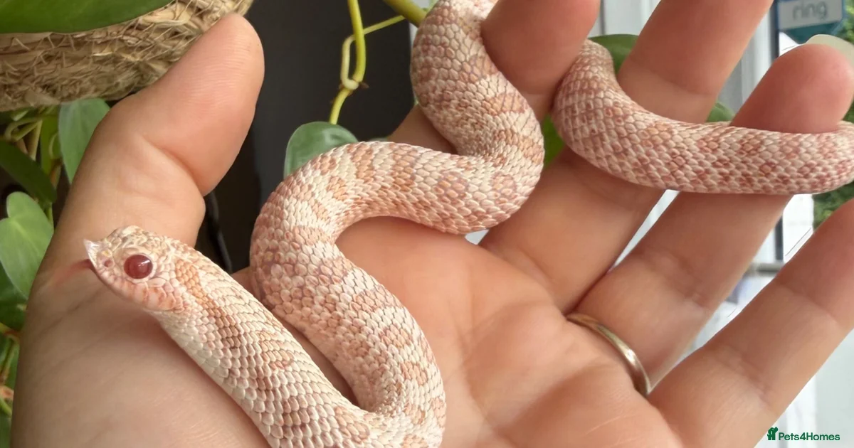 Small Python Breeds Pink pink Snake Reptiles for sale | Pets4Homes