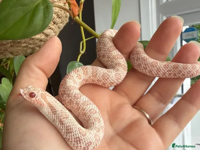 Snake reptiles for sale: Various Western Hognose Hatchlings 2025/2026 - Advert 1