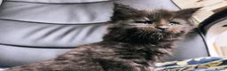 Maine Coon cats for sale: TICA registered DNA health tested maine coon boys - Advert 12