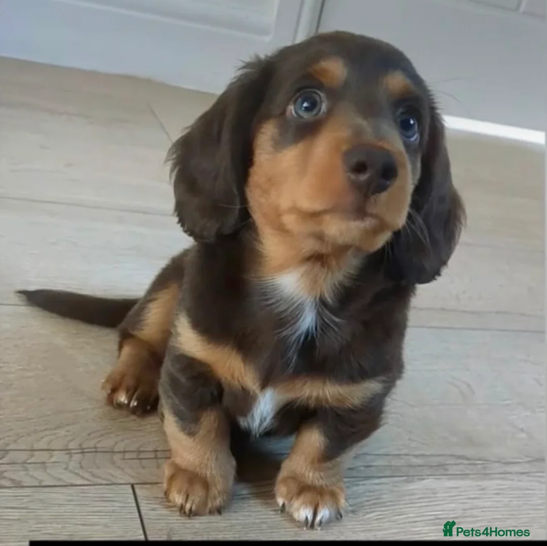 Miniature Dachshund dogs for sale: Fluffy miniature dachshund  - Advert 1