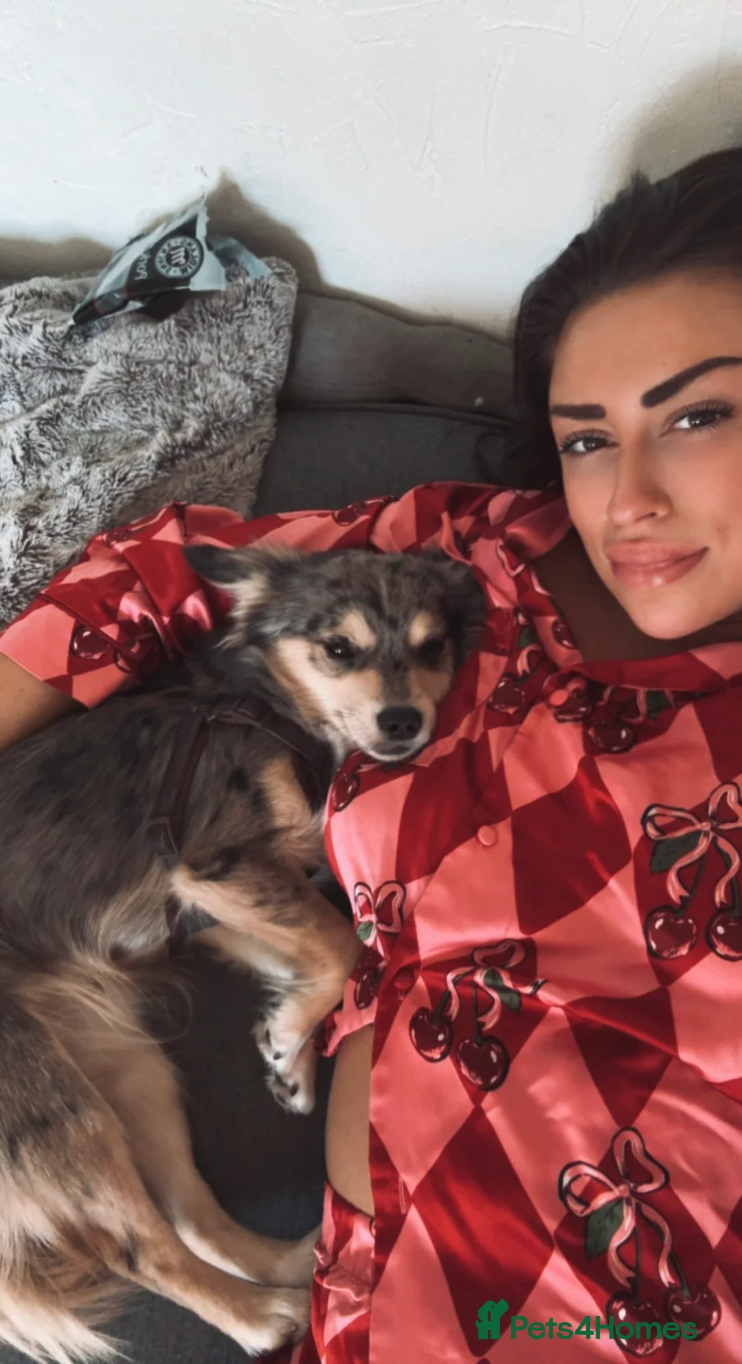 Jack Chi dogs for sale: 12 month old Merl JackChi  **  - Advert 5