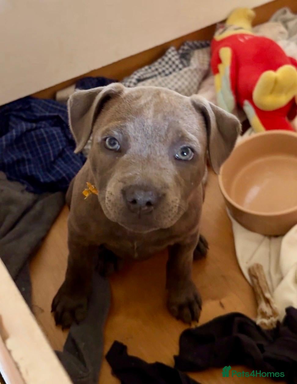 Staffordshire Bull Terrier dogs for sale: KC Registered Staffy Puppy (Last Girl!) - Advert 1
