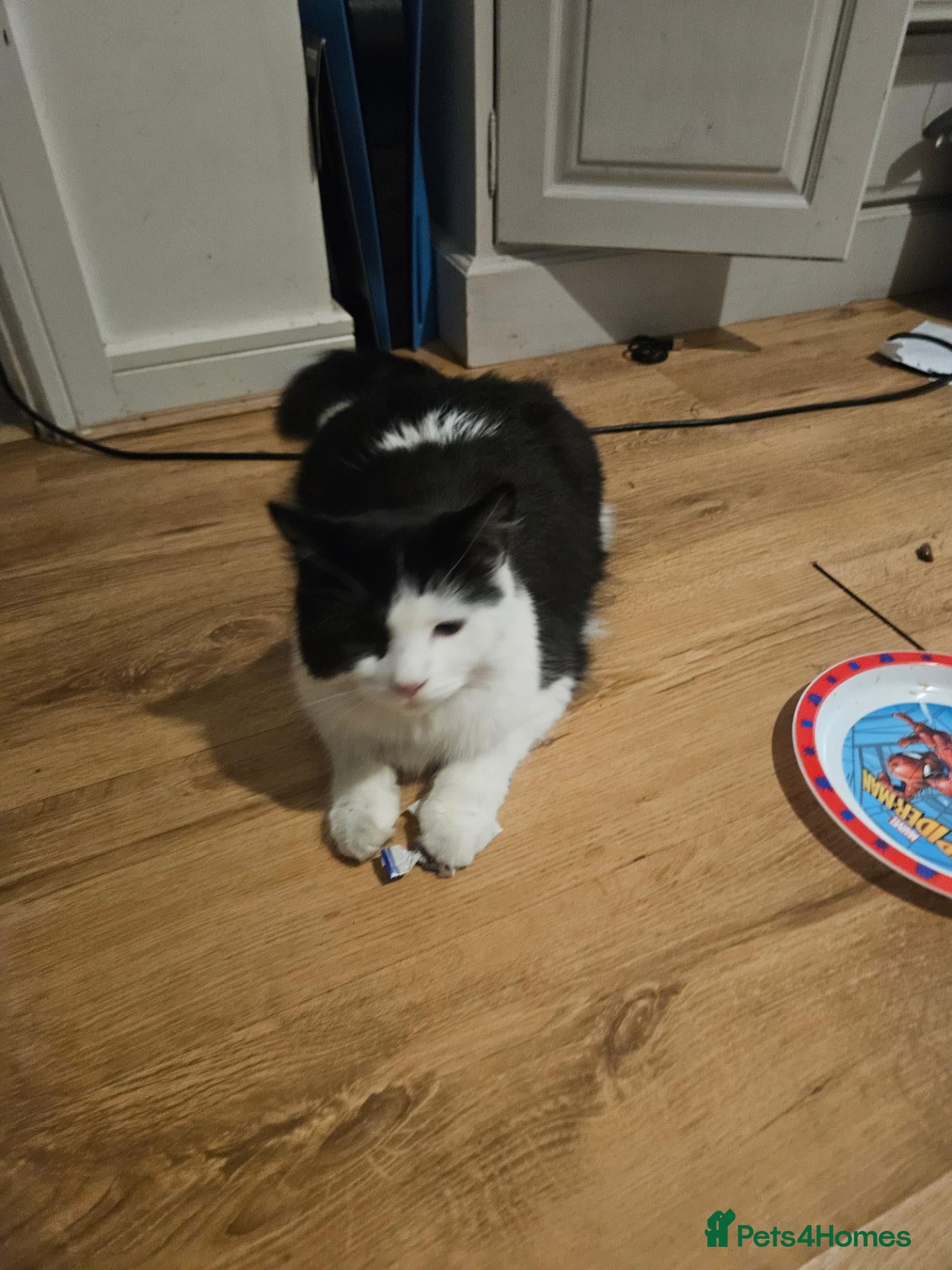 Mixed Breed cats Cat for sale - Advert 1