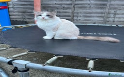 Ragdoll cats for stud: GCCF & TICA BLUE BICOLOUR RAGDOLL STUD  in Gravesend - Image 1