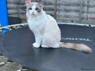 Ragdoll cats in Gravesend - Advert 2