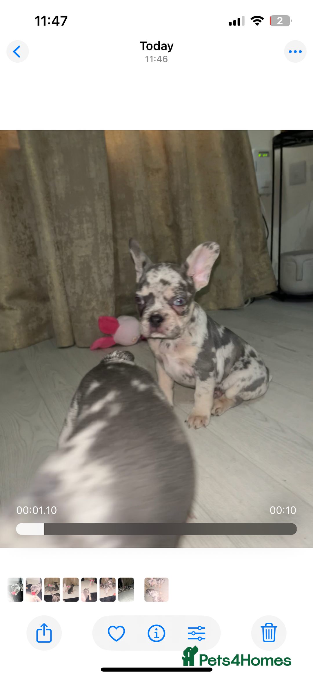 French Bulldog dogs for sale: READY TO LEAVE TODAY French bulldogs - Image 11