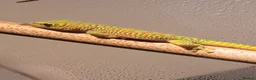 Gecko reptiles for sale: Baby giant madagascan day geckos - Advert 3