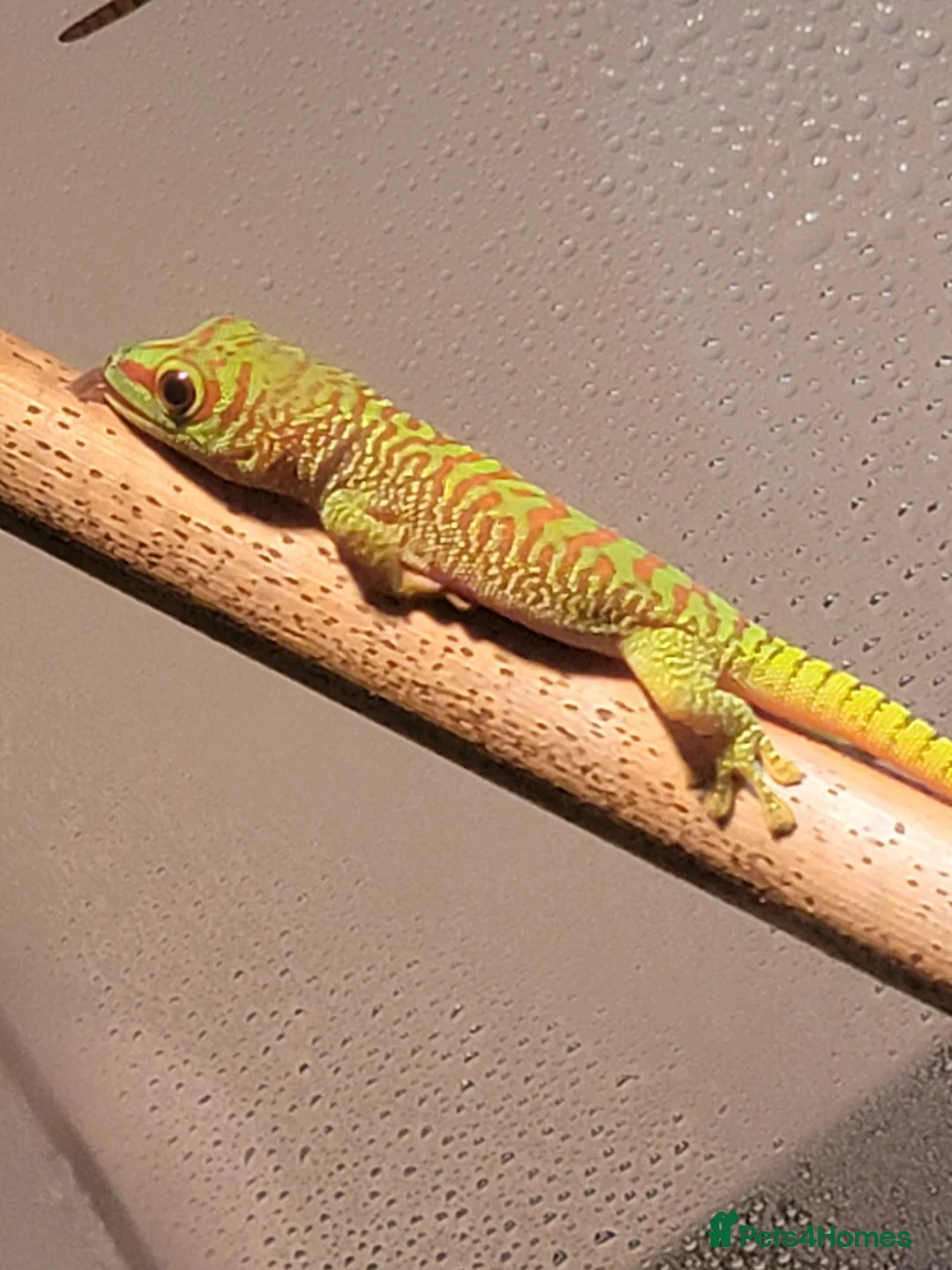 Gecko reptiles for sale: Baby giant madagascan day geckos - Advert 3