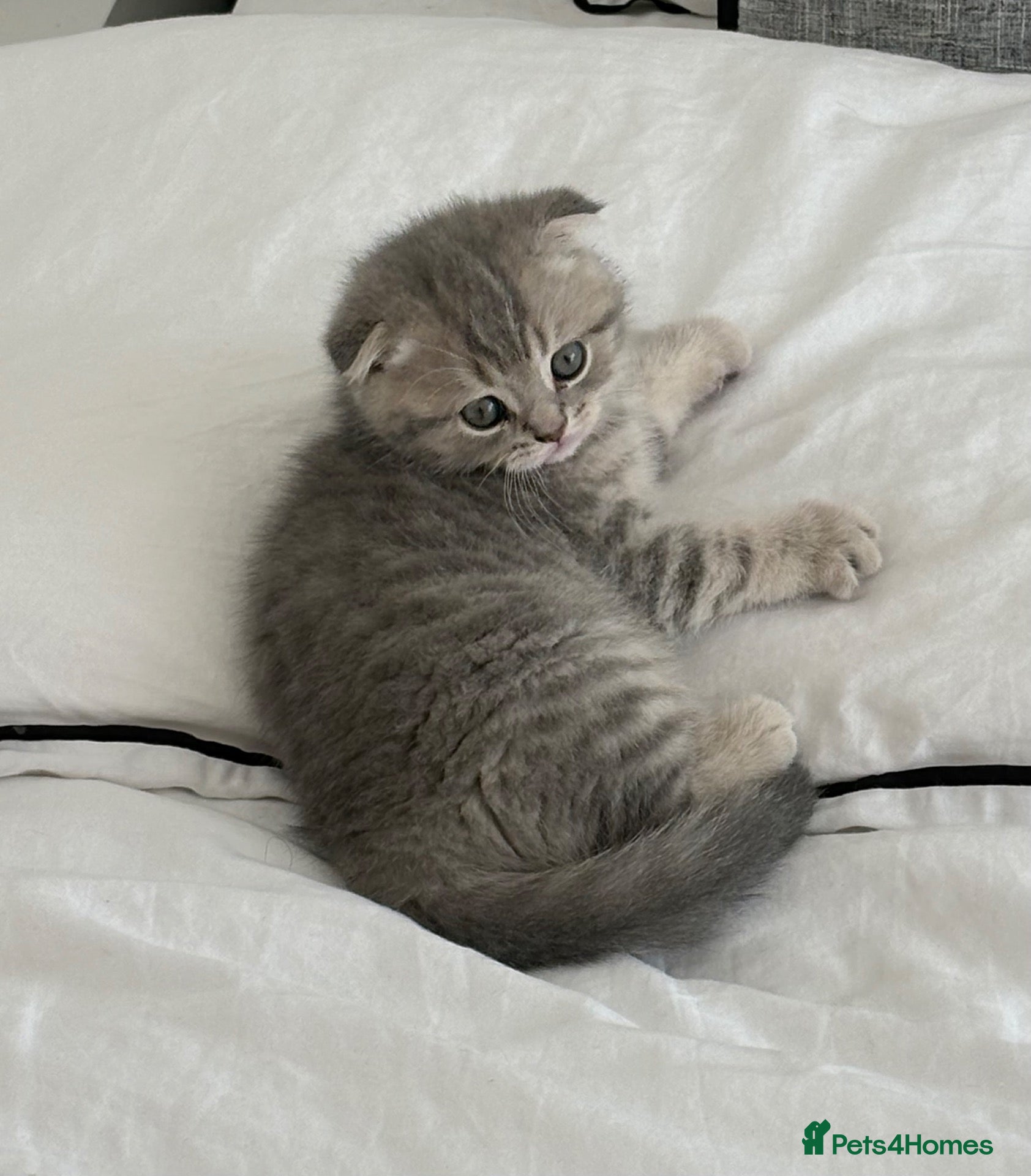 Scottish Fold cats Scottish fold kitten - Advert 2