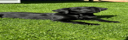 Labrador Retriever dogs for sale: KC Reg Black Labrador Puppies – Only 2 Girls Left! - Advert 25