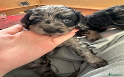 Cavapoo dogs for sale: Gorgeous Rare-Colouring Cavapoo Puppies - Advert 20