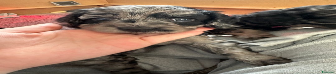 Casper - Merle Puppy