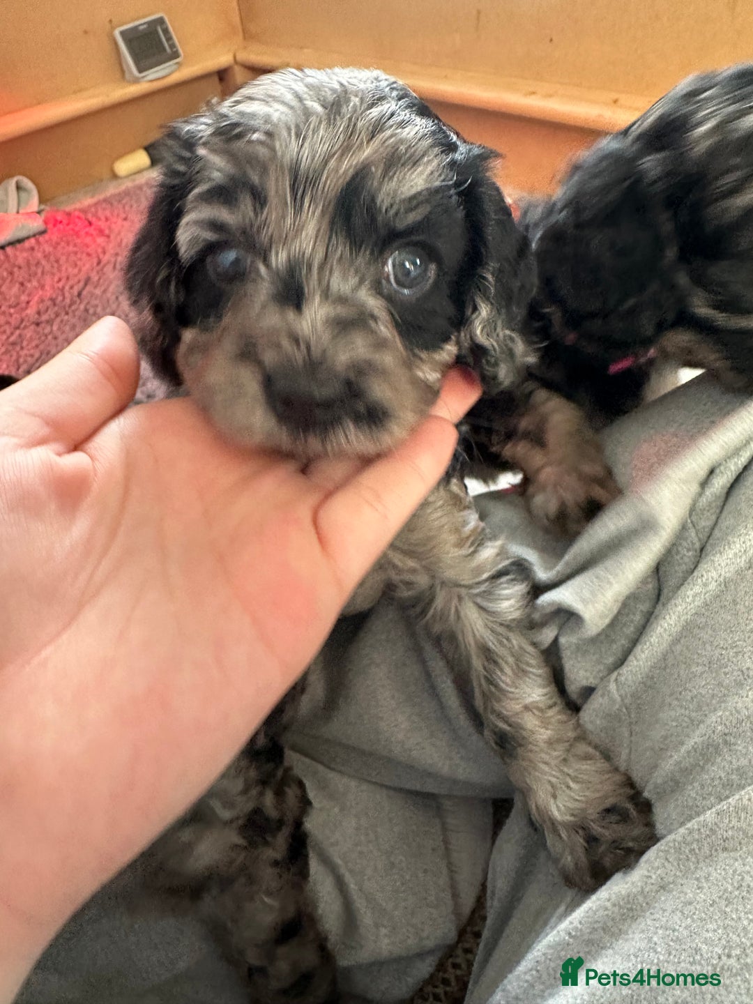 Cavapoo dogs for sale: Gorgeous Rare-Colouring Cavapoo Puppies - Advert 20