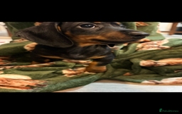 Dachshund dogs for sale: 5 stunning Dachshund puppies - Image 27