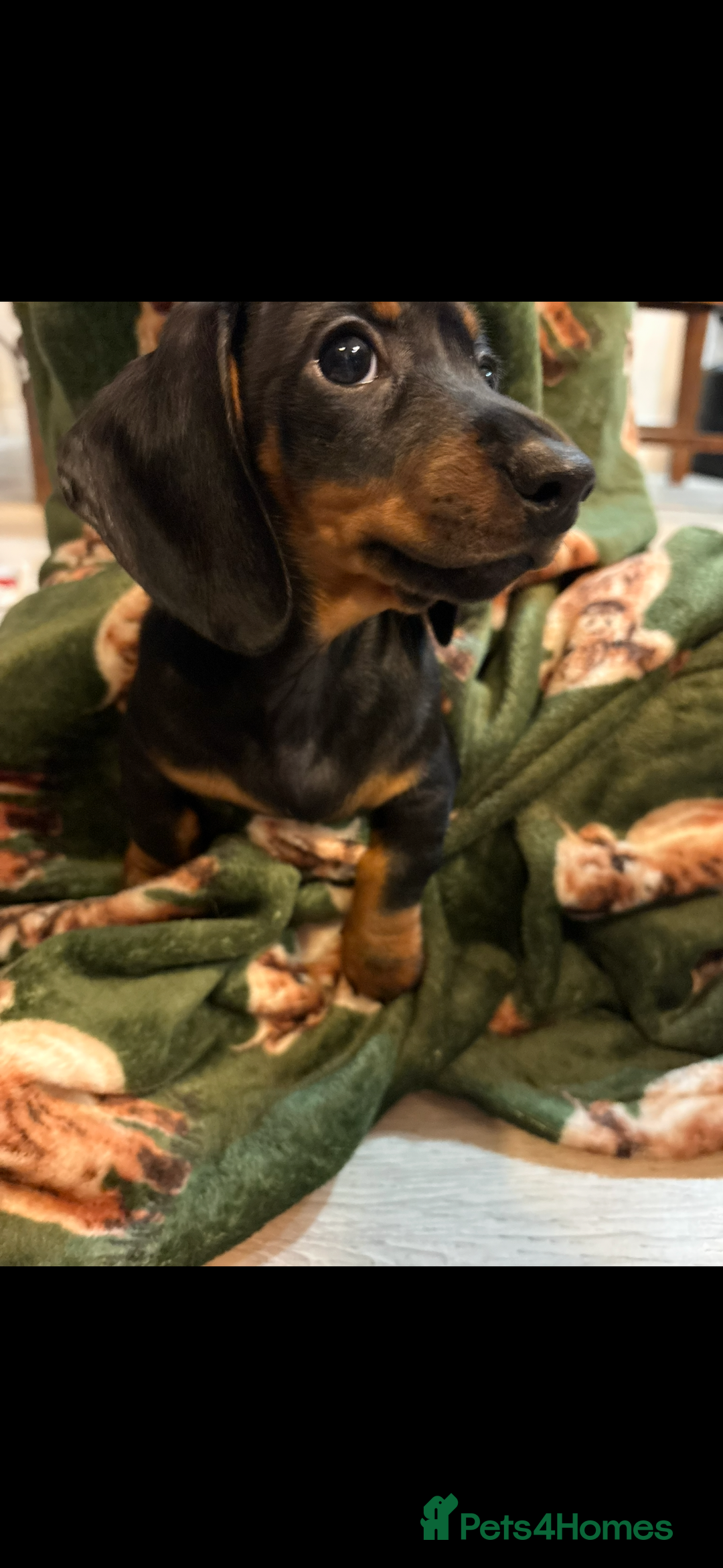 Dachshund dogs for sale: 5 stunning Dachshund puppies - Image 27