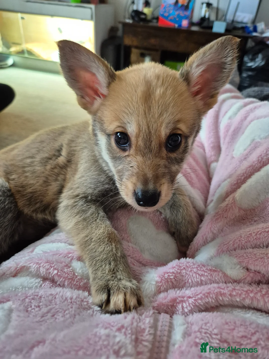 Mixed Breed dogs for sale:  Northern inuit/ Bullweiler  - Advert 4