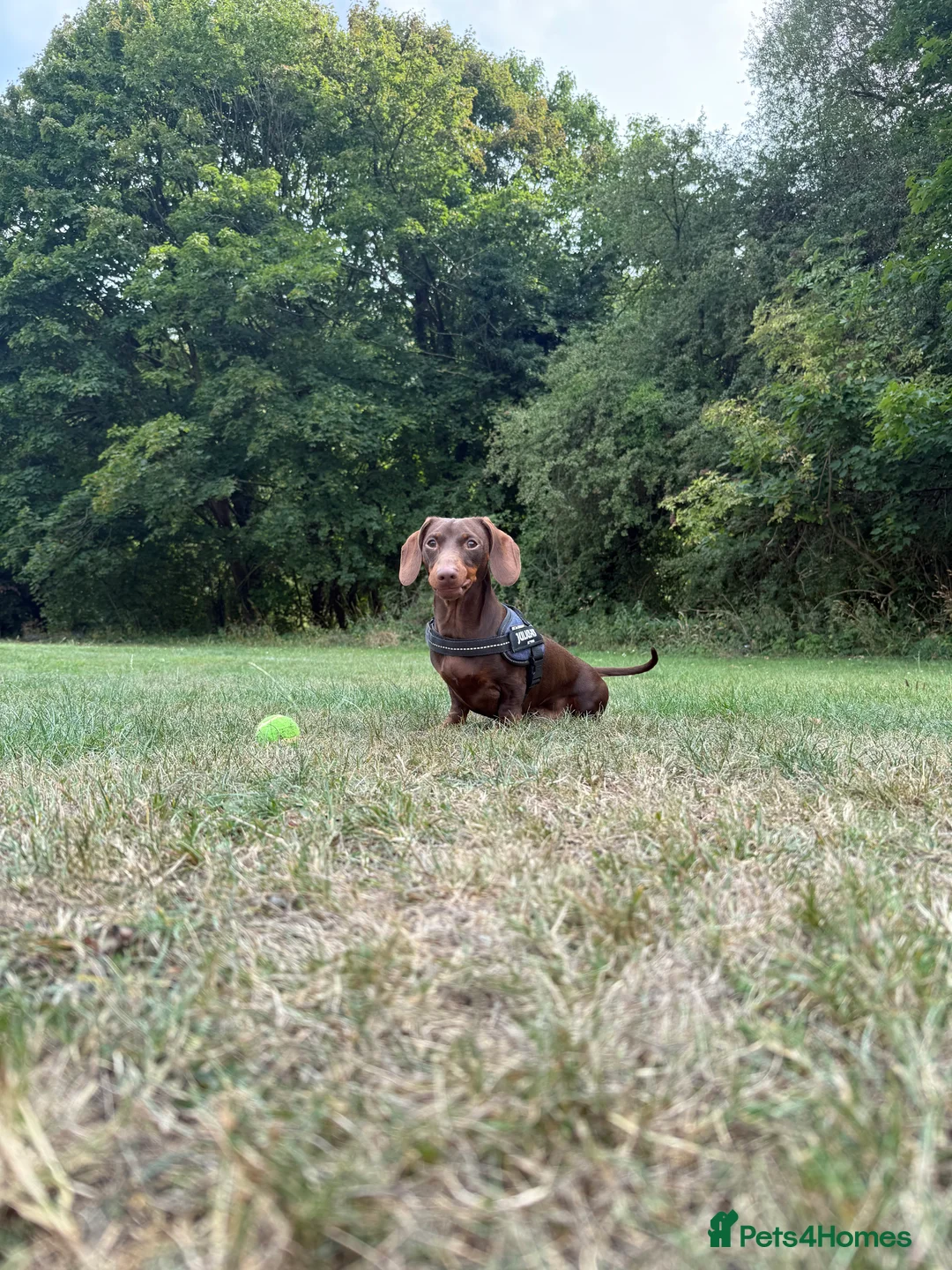 Miniature Dachshund dogs for stud: KC registered Miniature Daschund for stud! 🤎 - Advert 2
