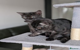 Selkirk Rex cats for sale: 😻 Stunning Selkirk Rex Mix Kittens 😻 - Image 18