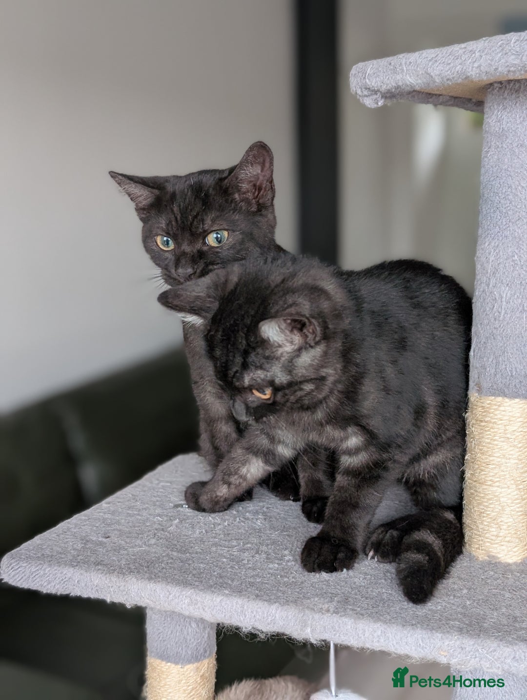 Selkirk Rex cats for sale: 😻 Stunning Selkirk Rex Mix Kittens 😻 - Image 18
