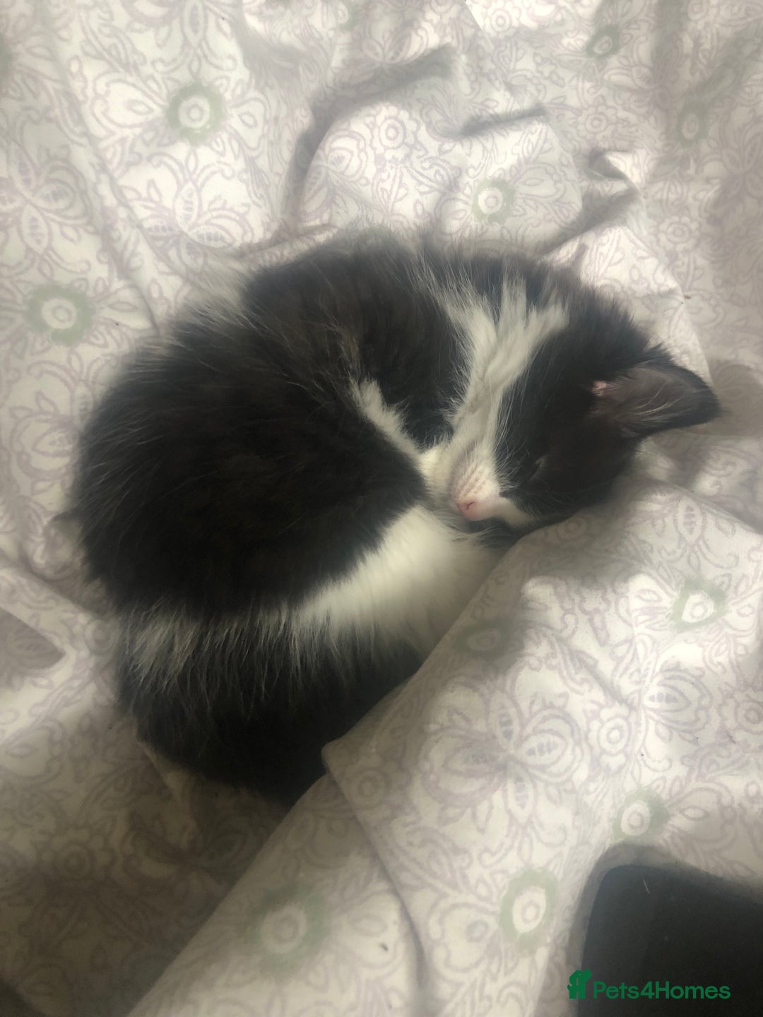 Mixed Breed cats for sale: Male long hair mixed breed kitten - Image 4