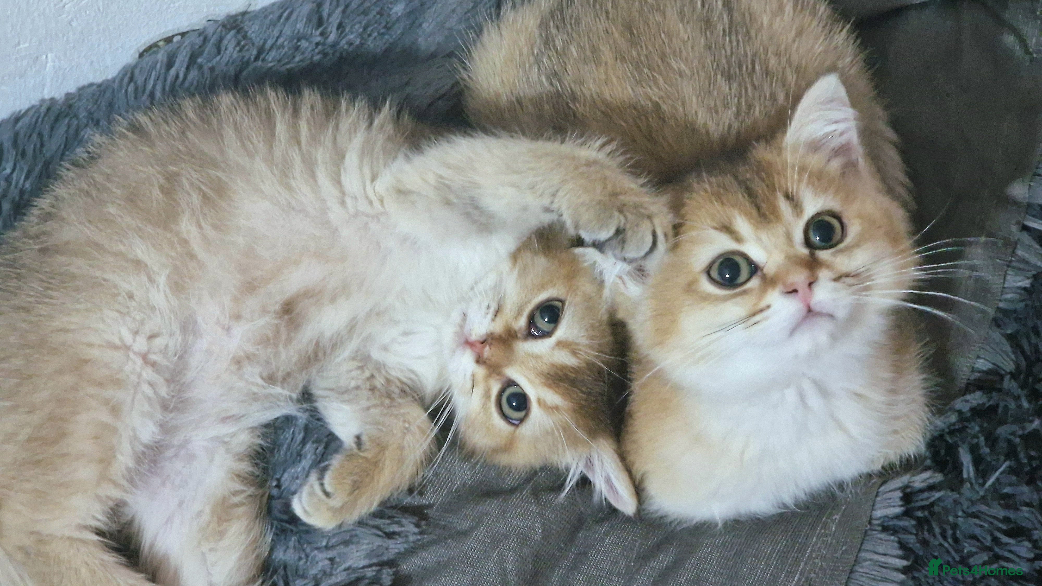 British Shorthair cats British shorthair pedigree kittens - Advert 5