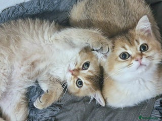 British Shorthair cats British shorthair pedigree kittens - Advert 12