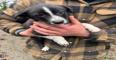 Border Collie dogs - Advert 4