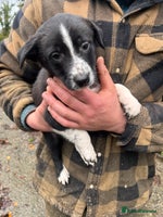 Border Collie dogs - Advert 12