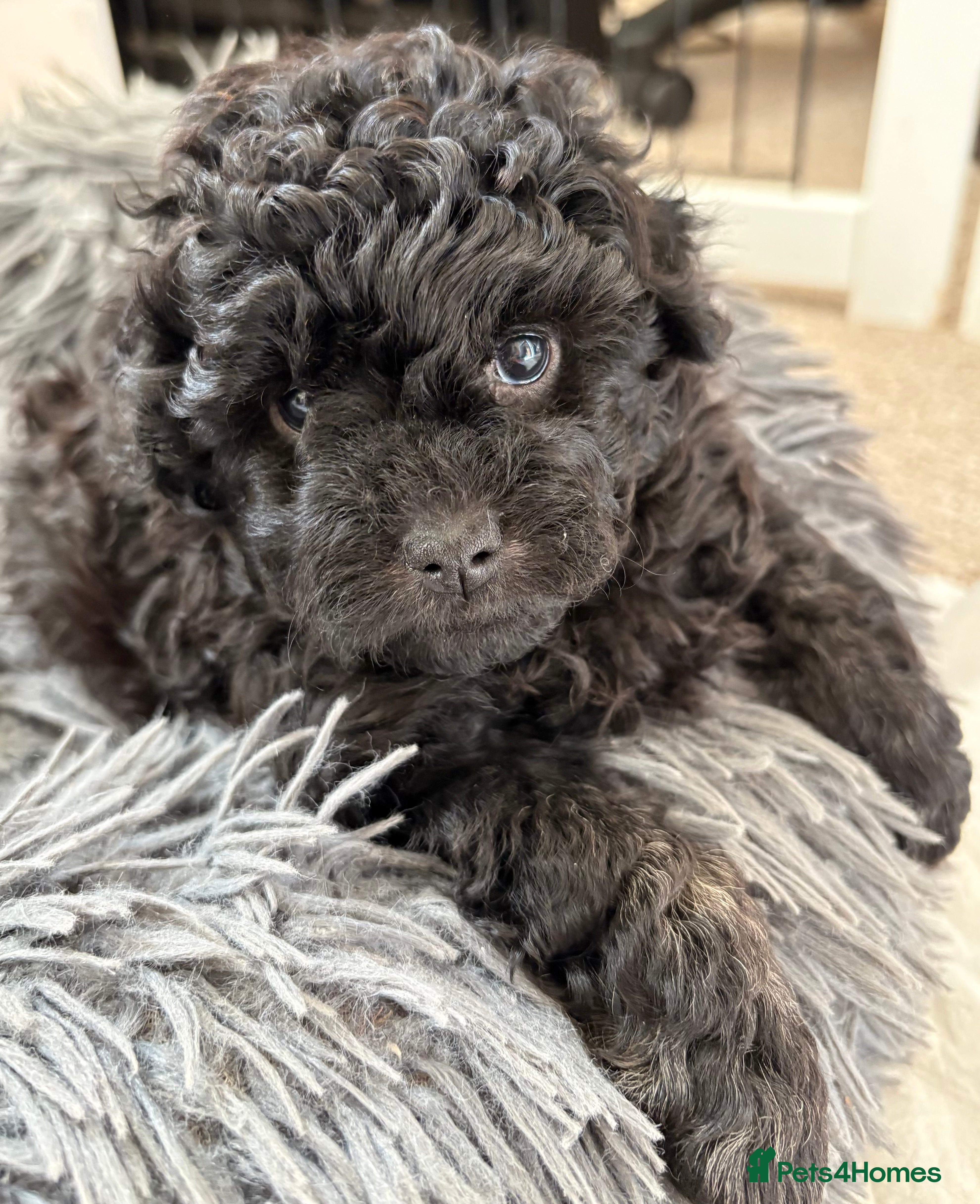 Jackapoo dogs Mini Poodle F1b Jackapoo Puppies – PRA Clear - Advert 14