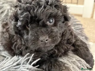 Jackapoo dogs Mini Poodle F1b Jackapoo Puppies – PRA Clear - Advert 14