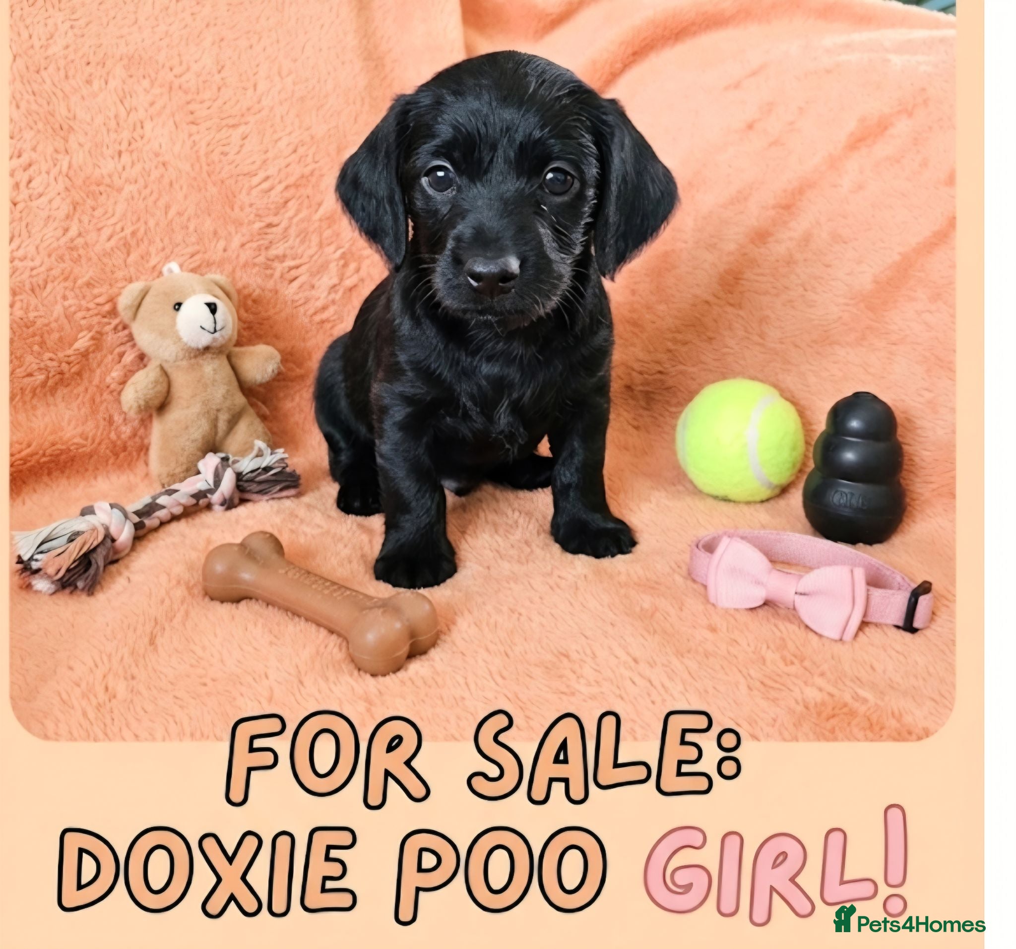 Doxiepoo dogs Doxiepoo f1 - Advert 1